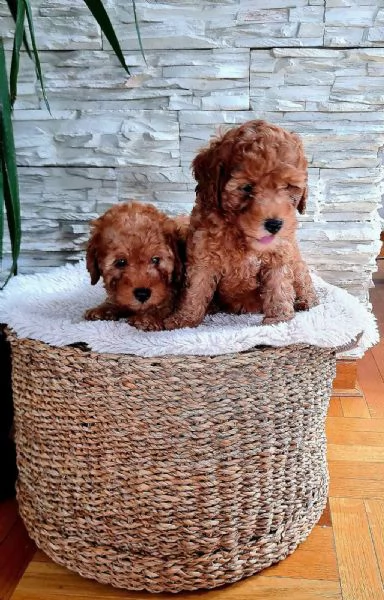 Mini barboncino cuccioli | Foto 4