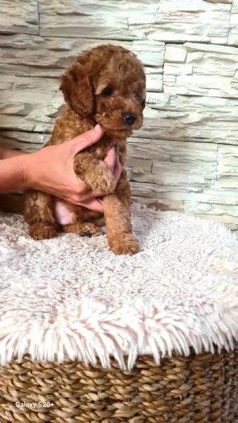 Mini barboncino cuccioli | Foto 3