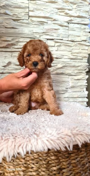 Mini barboncino cuccioli | Foto 1