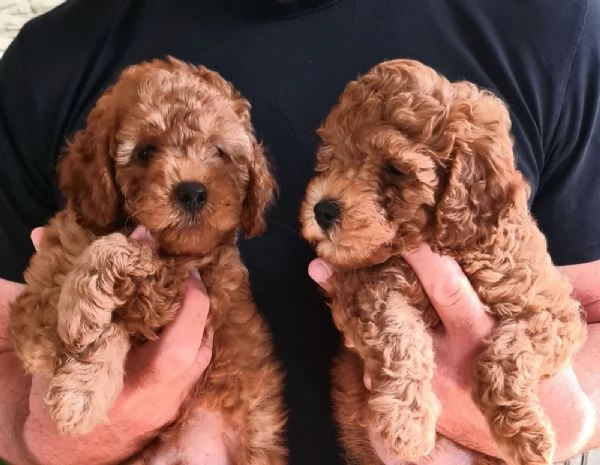 Mini barboncino cuccioli | Foto 0