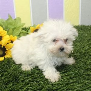   REGALO MALTESE