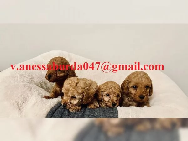 2 barboncini toy ROSSI bellissimi vaccinati con controllo sanitario pronti a partire