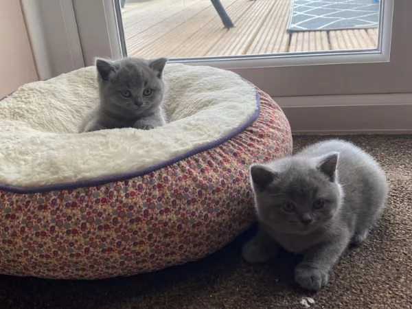 british shorthair, blue, maschi e femmine