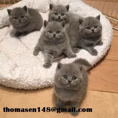 Disponibili cuccioli british shorthair
