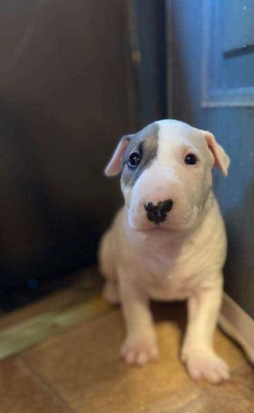 Regalo Adorabili Cuccioli Samoiedo Femminucce E Maschietti