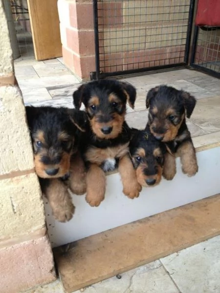  Regalo cuccioli di airedale terrier cuccioli di airedale terrier , ancora disponibili un maschio e 