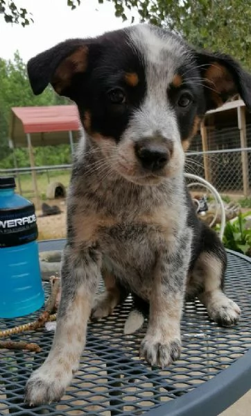  Regalo ALLEVAMENTO cane Australian Cattle Ho bellissimi cuccioli cane Australian Cattle pronti per 
