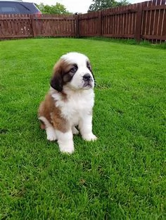  Regalo adorabili cuccioli san bernardo femminucce e maschietti disponibili gratuita i cuccioli sono