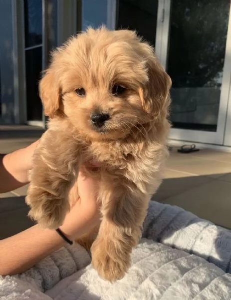  REGALO barboncino cuccioli Adorabili cuccioli di Poodle standart femminucce e maschietti disponibil