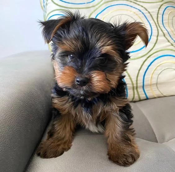  REGALO CUCCIOLI di Yorkie Bellissimi cuccioli vengono consegnati con vaccinazioni, sverminati, micr