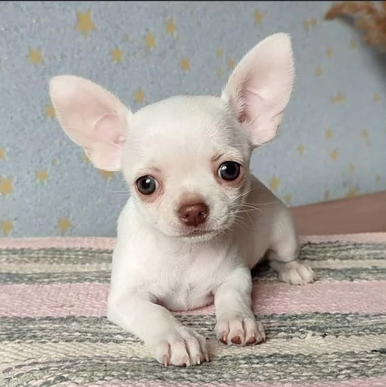 REGALO Cuccioli dolce e bella chihuahua toy Stiamo dando questi nostri cuccioli sani maschi e femmin