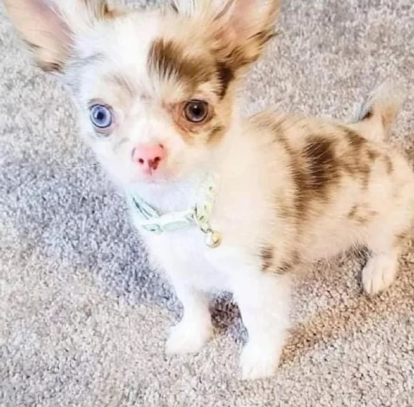  Bellissimi cuccioli di chihuahua per rehoming