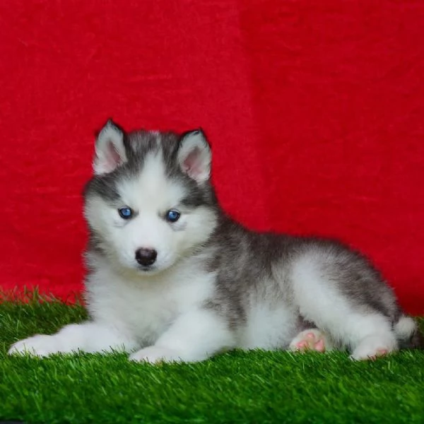  Akc ha registrato cuccioli di Siberian Husky