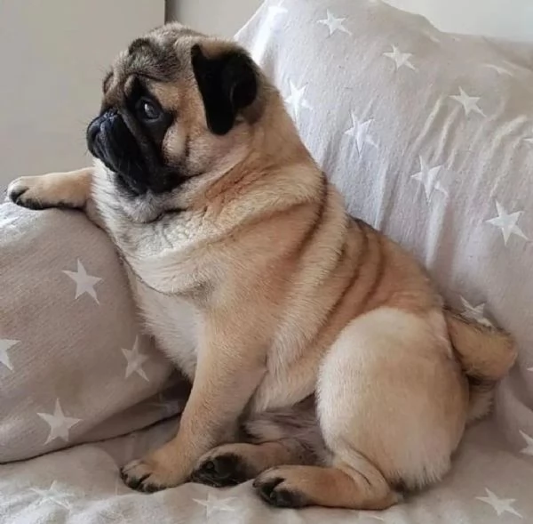 Regalo CUCCIOLI LABRADOR BELLISSIMI CUCCIOLI DI LABRADOR DI PRIMA SCELTA IN PRONTA CONSEGNA MICROCIP