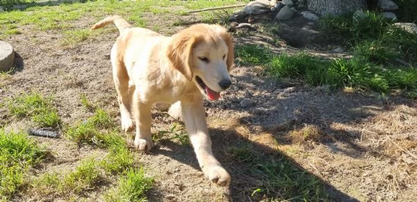 Bellissimi Golden Retriever