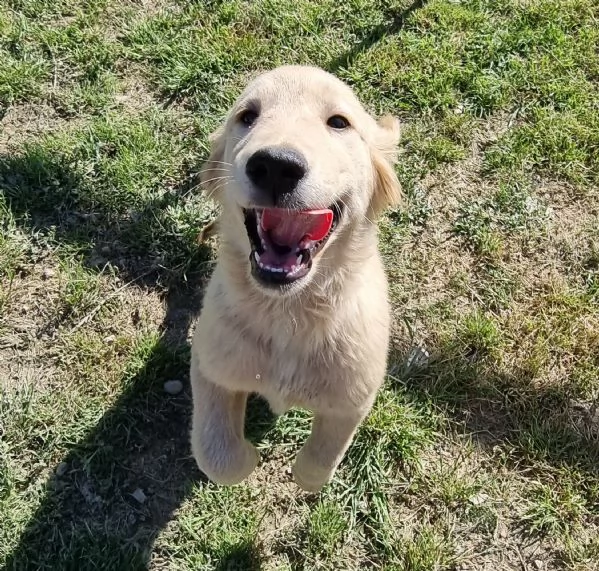 Bellissimi Golden Retriever | Foto 3