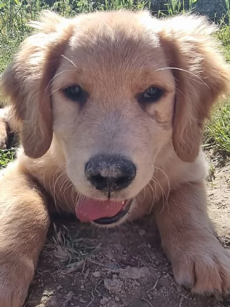 Bellissimi Golden Retriever | Foto 2