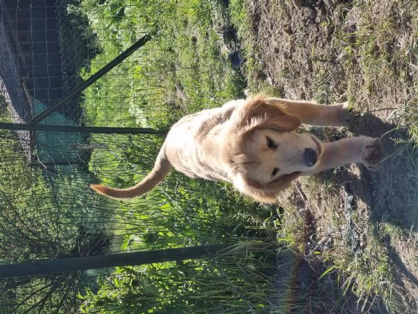 Bellissimi Golden Retriever | Foto 1