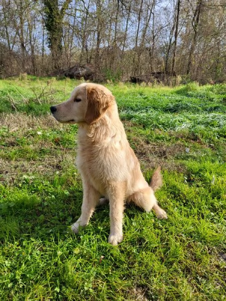 Bellissimi Golden Retriever | Foto 0