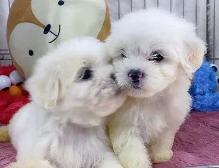 Cuccioli Maltese toy dai 3 ai 4 mesi  | Foto 0