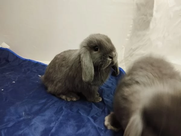 Conigli  | Foto 4