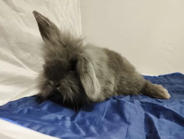 Conigli  | Foto 3