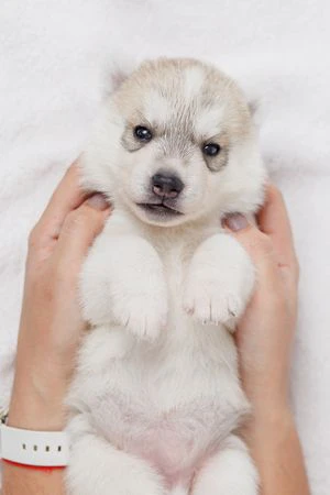 Cuccioli di husky per veri intenditori | Foto 7