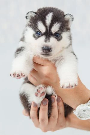 Cuccioli di husky per veri intenditori | Foto 6