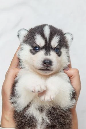Cuccioli di husky per veri intenditori | Foto 3