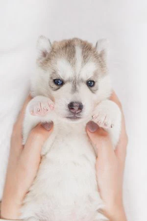 Cuccioli di husky per veri intenditori | Foto 2