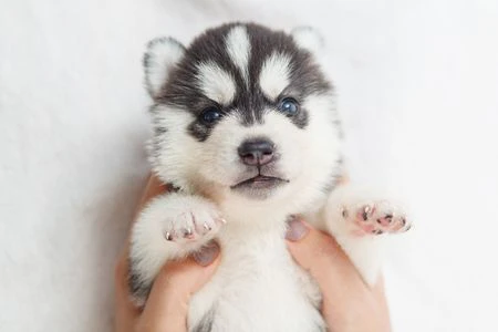 Cuccioli di husky per veri intenditori | Foto 1