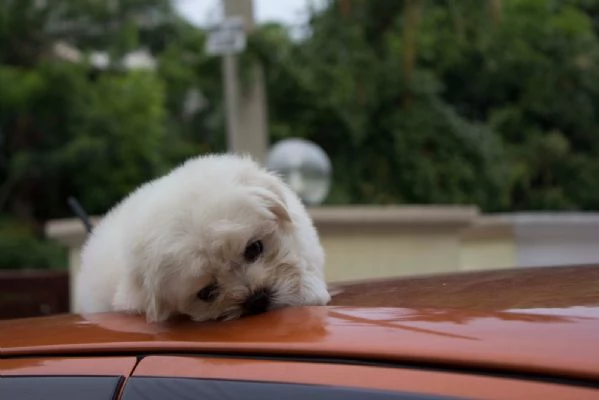 Cuccioli maltesi per adozione | Foto 1