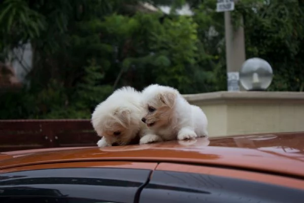 Cuccioli maltesi per adozione | Foto 0