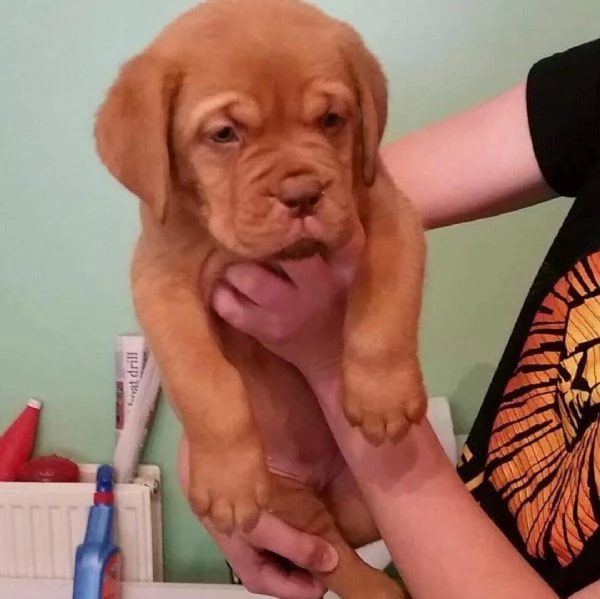 REGALO Bellissimi maschi e femmine dogue de bordeaux cuccioli Abbiamo disponibili cuccioli di dogue 
