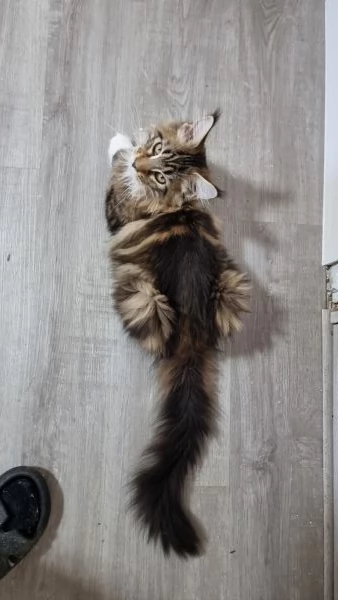 Maine coon con pedigree  | Foto 6