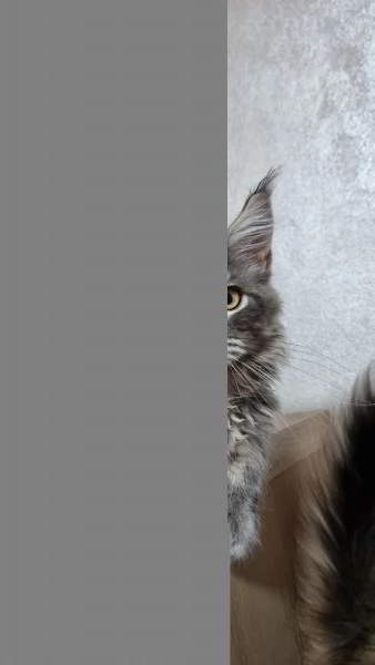 Maine coon con pedigree  | Foto 4