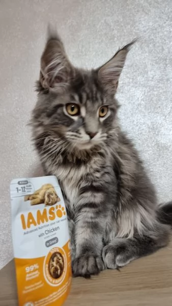 Maine coon con pedigree  | Foto 2