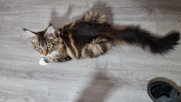 Maine coon con pedigree  | Foto 0