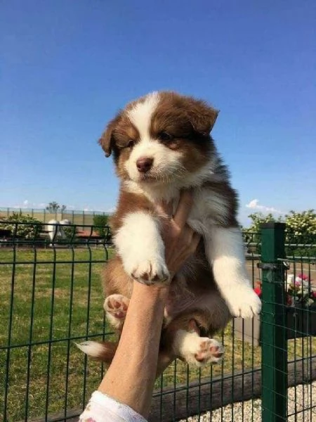 cuccioli di border collie femminucce e maschietti disponibili per l'adozione gratuita i cuccioli son