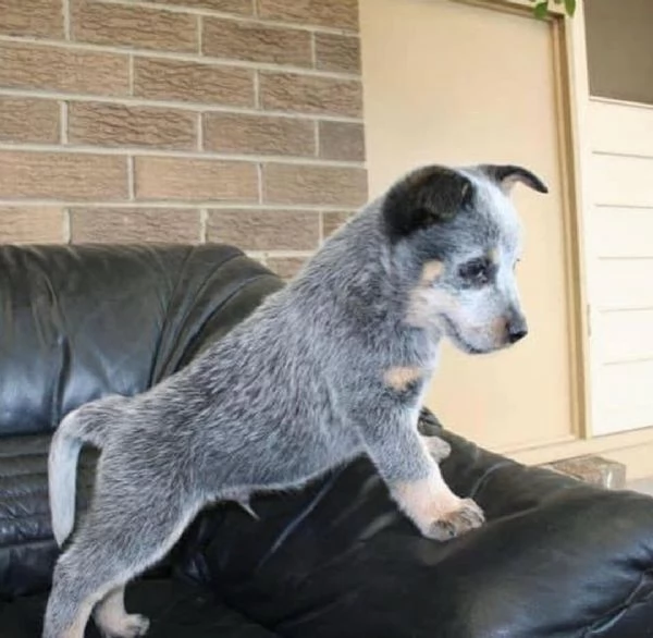 Regalo cuccioli di cane Australian Cattle per l'adozione disponibili per una buona case, i cuccioli 