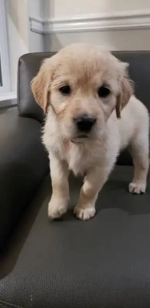 Cuccioli di Golden retriever 3 mesi | Foto 0