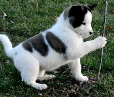 Regalo akita inu cuccioli disponibile per l'adozione
