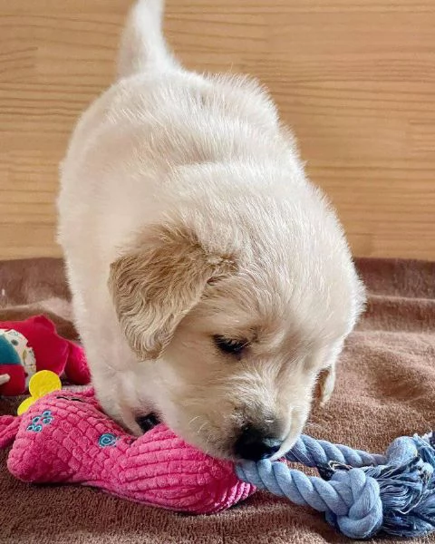 regalo golden retriever cuccioli per l'adozione