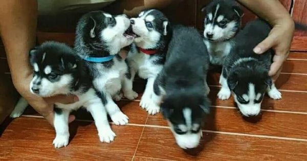 Cuccioli di husky siberiano disponibili per la vendita