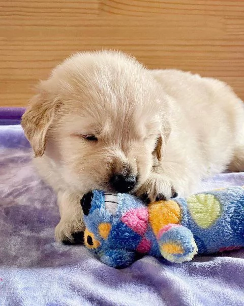 Vendita cuccioli di Golden Retriever