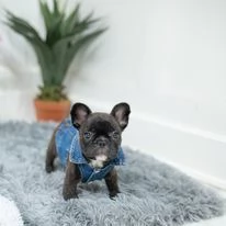 Cuccioli di bulldog francese da adottare.  | Foto 4