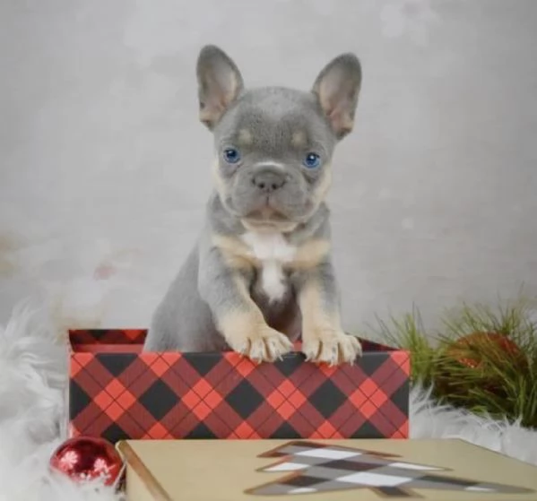 Cuccioli di bulldog francese da adottare.  | Foto 3