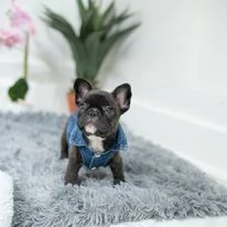 Cuccioli di bulldog francese da adottare. 