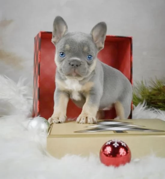 Cuccioli di bulldog francese da adottare.  | Foto 1