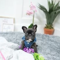 Cuccioli di bulldog francese da adottare.  | Foto 0